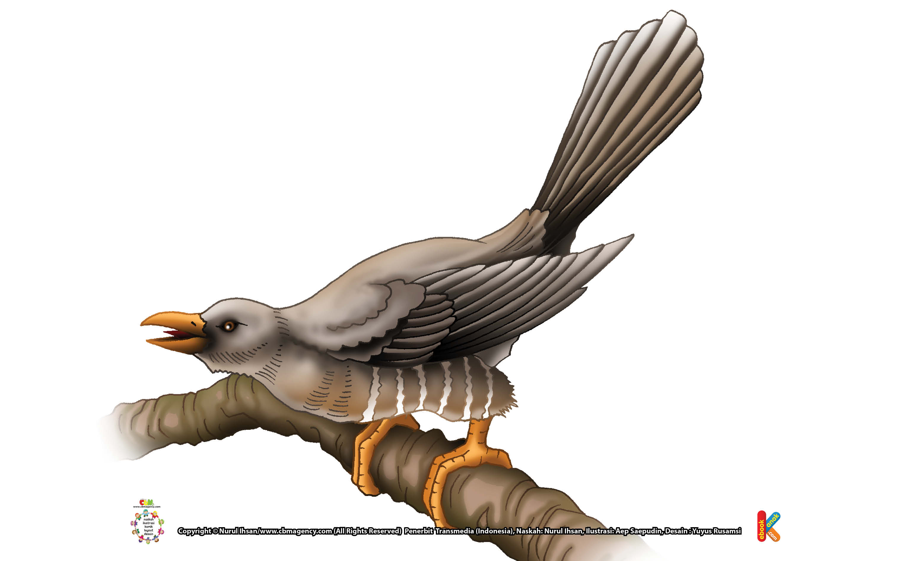 Ilustrasi Burung Kukuk Si Burung Parasit Ebook Anak