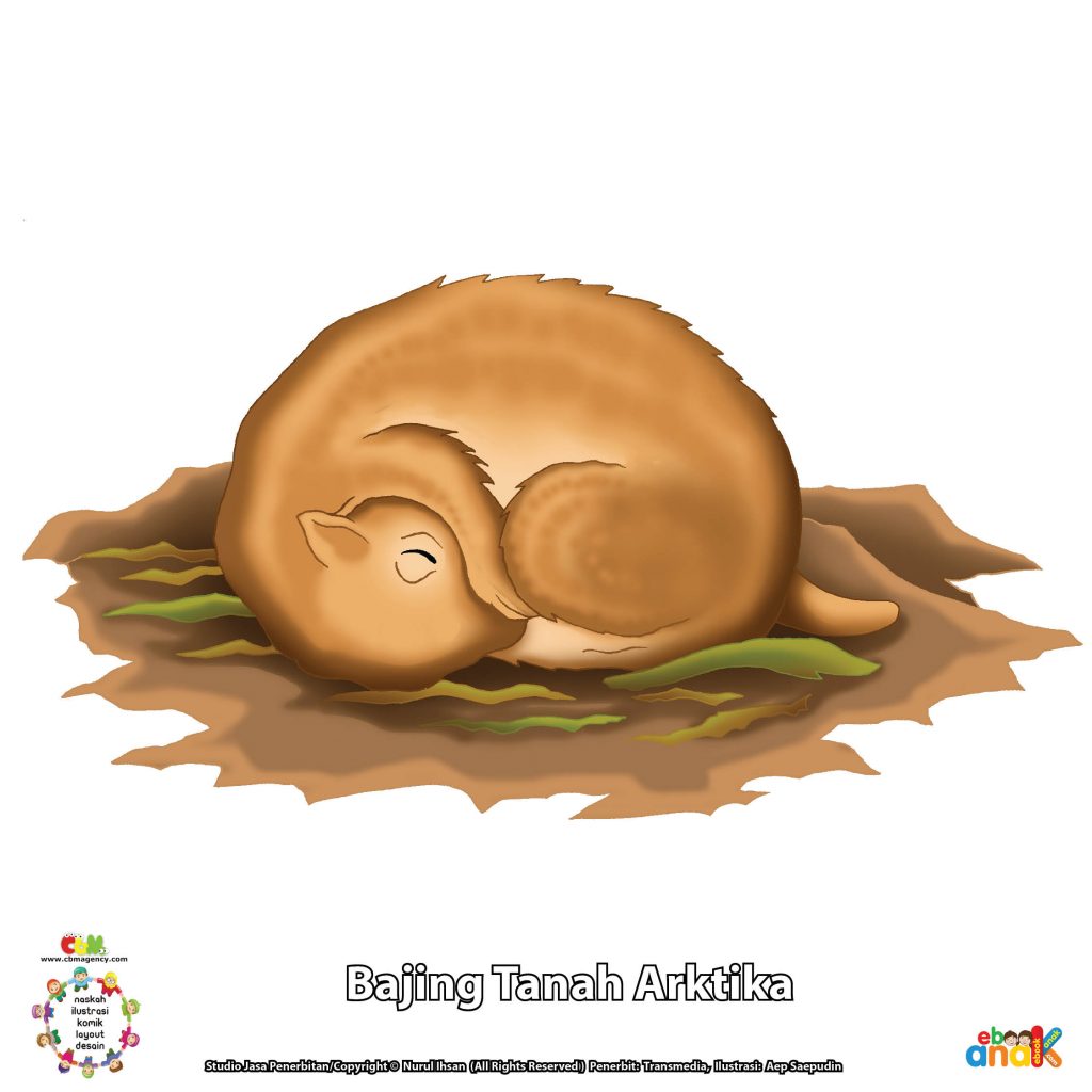 Kumpulan ilustrasi bajing tanah arktika