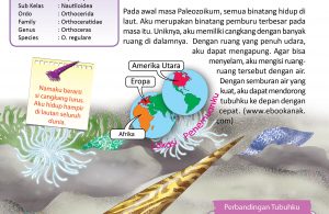 Uniknya, Orthoceras memiliki cangkang dengan banyak ruang di dalamnya