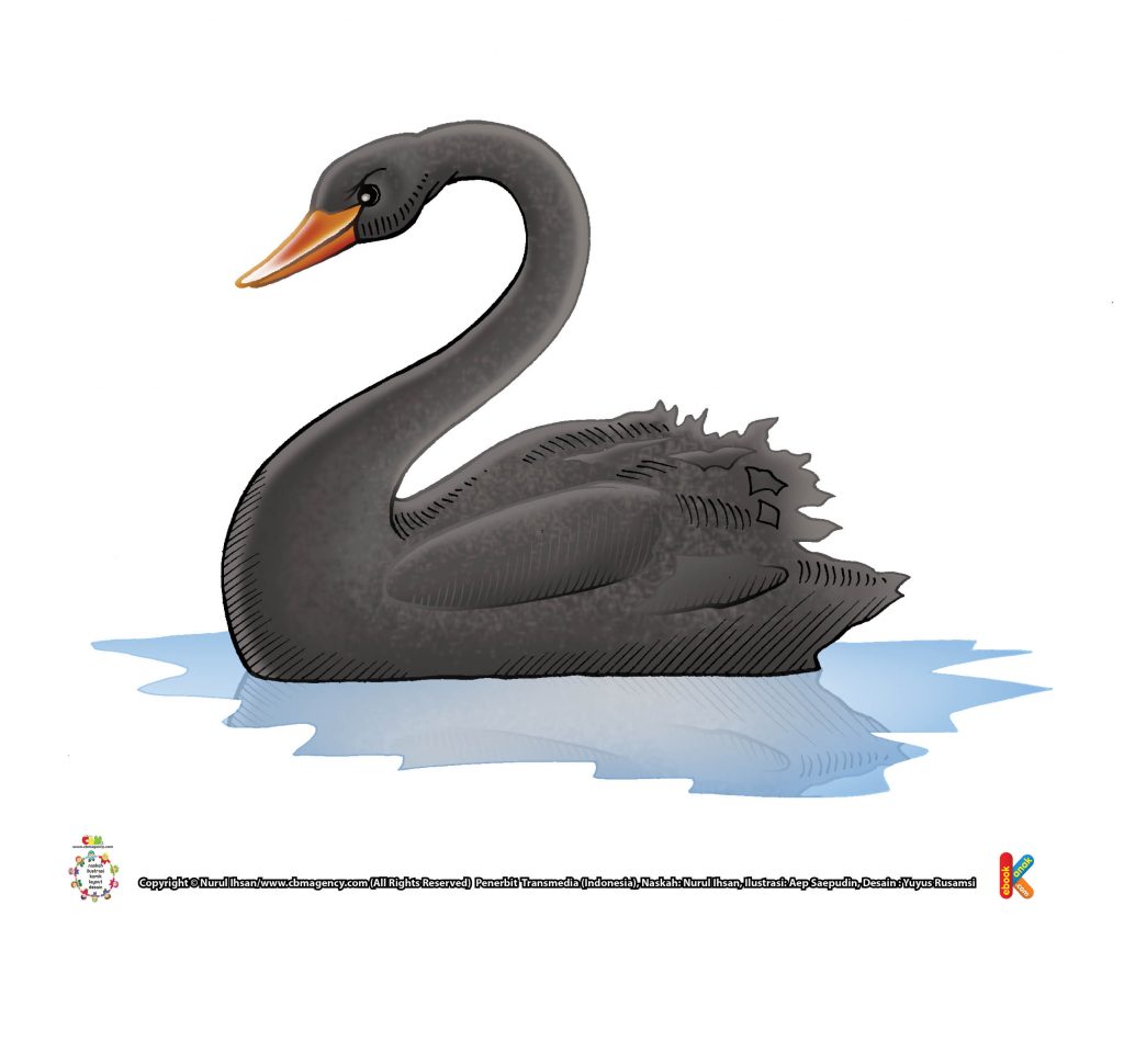 ilustrasi-angsa-hitam-australia