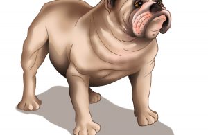 Anjing bulldog adalah salah satu ras anjing tertua di dunia.