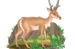 Kemudian salah satu antelop akan melompat ke udara sambil menjerit keras, maka kawanan antelop pun berlari cepat untuk menghindar.