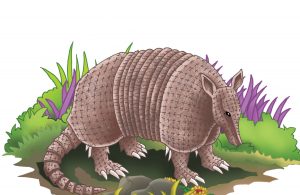 Armadilo adalah satu-satunya hewan mamalia bercangkang, selain trenggiling.