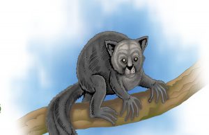 Aye-aye merupakan spesies unik dan primata malam atau nokturnal terbesar.