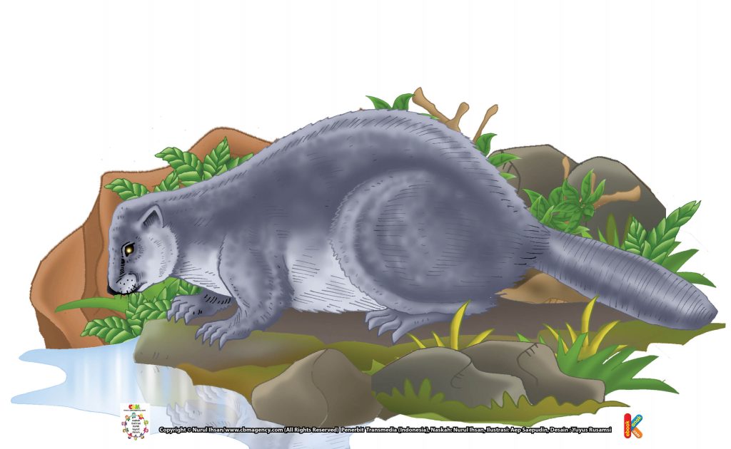 ilustrasi-berang-berang