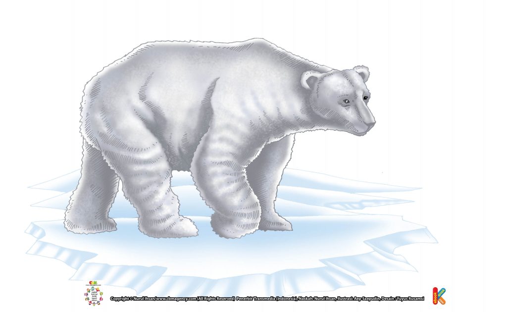 Beruang kutub tinggal di atas es di kutub utara dan bisa bertahan di suhu udara yang amat dingin dengan suhu minus -600.