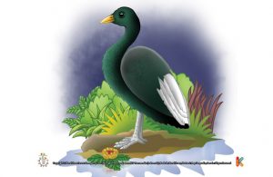 Burung Belibis Kutub Berubah Warna Tiga Kali