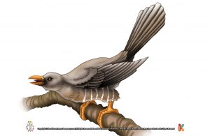 Burung Kukuk Si Burung Parasit