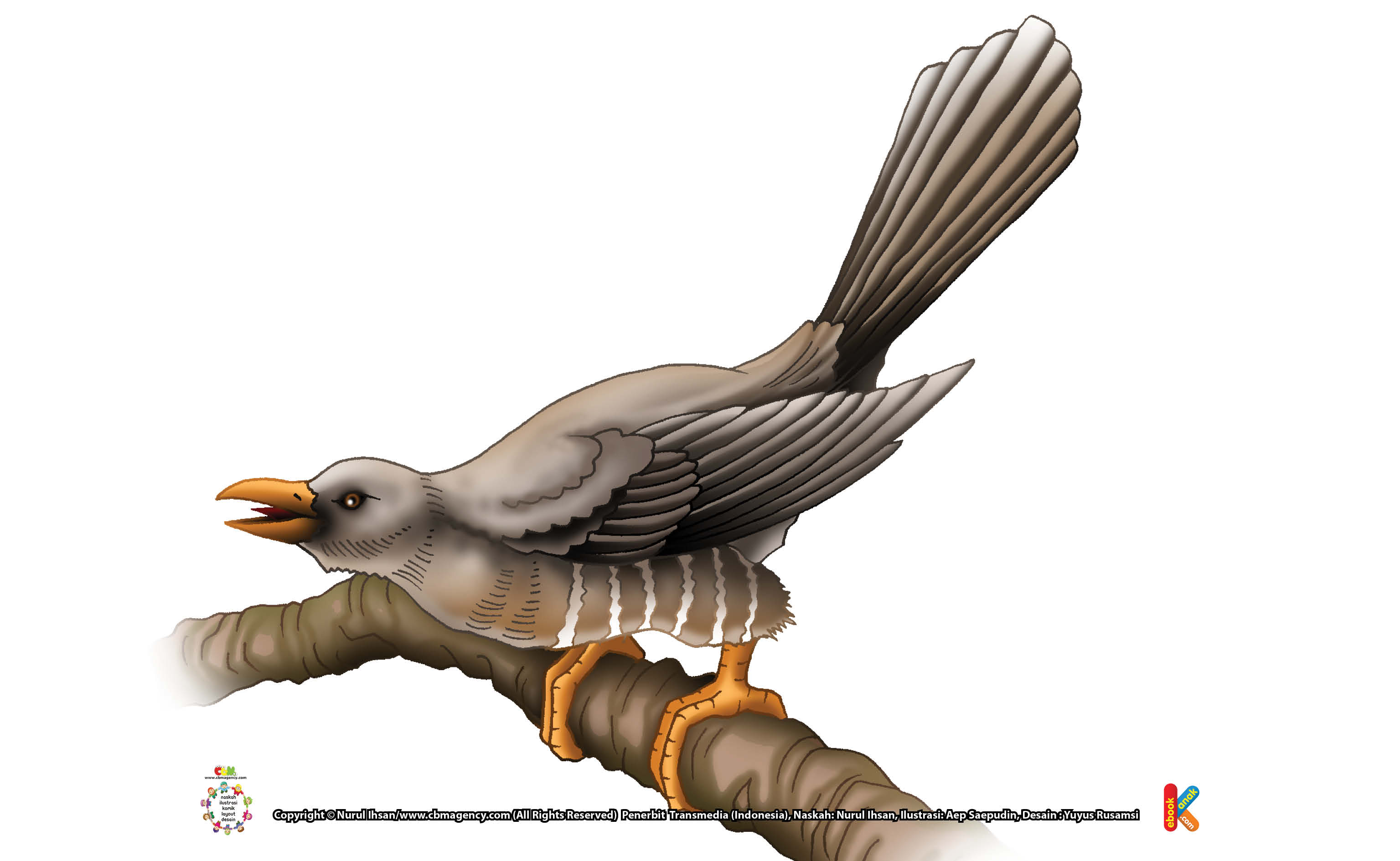 Burung Kukuk Si Burung Parasit
