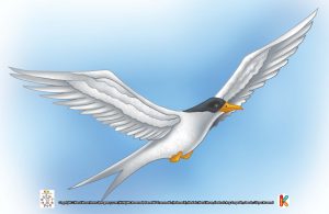 Burung Dara Arktik, Burung Penjelajah Terjauh