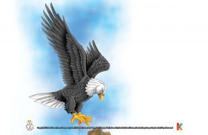 burung elang kepala putih