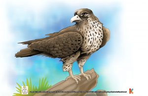 Elang Peregrine Terbang Melebihi Kecepatan F-1