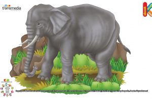 Gajah Tidur Sambil Berdiri