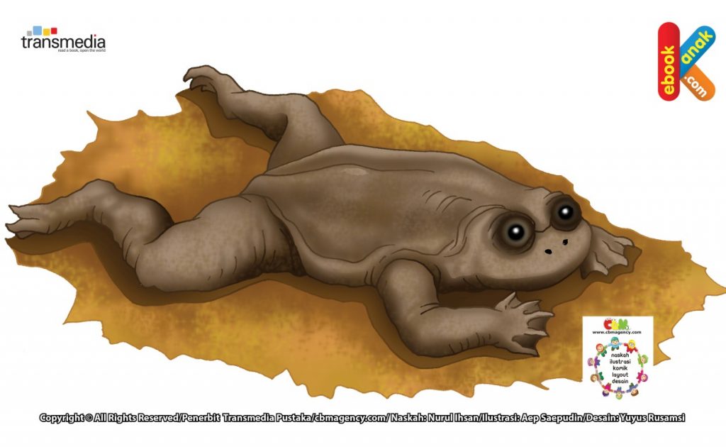 Ilustrasi Katak Kepala Pipih Kalimantan, Katak Tanpa Paru