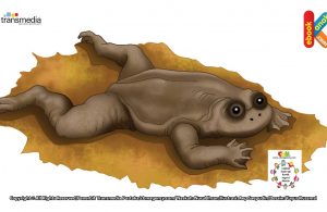 Katak Kepala Pipih Kalimantan, Katak Tanpa Paru