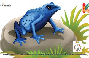 Katak Panah, Katak Paling Beracun di Dunia