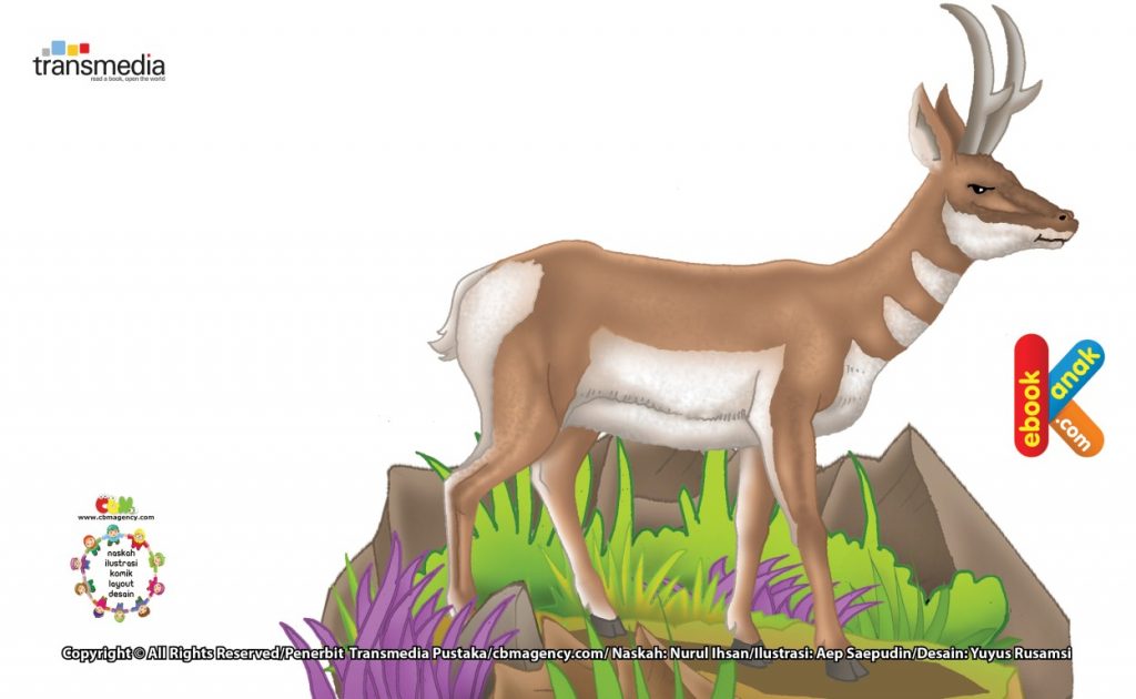Ilustrasi Kijang Pronghorn Mamalia Tercepat Dunia