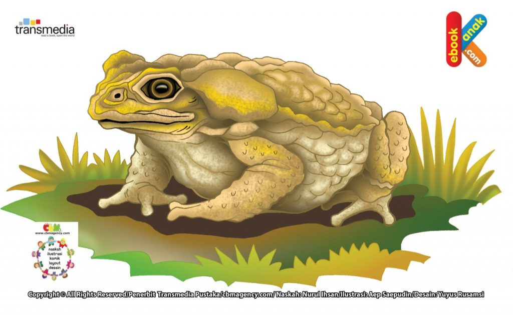 ilustrasi Kodok Tebu, Kodok Terbesar di Dunia