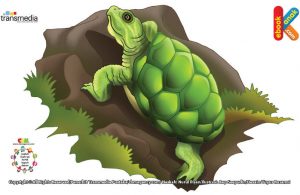 Kura-kura Brazil berasal dari Amerika Serikat Selatan.