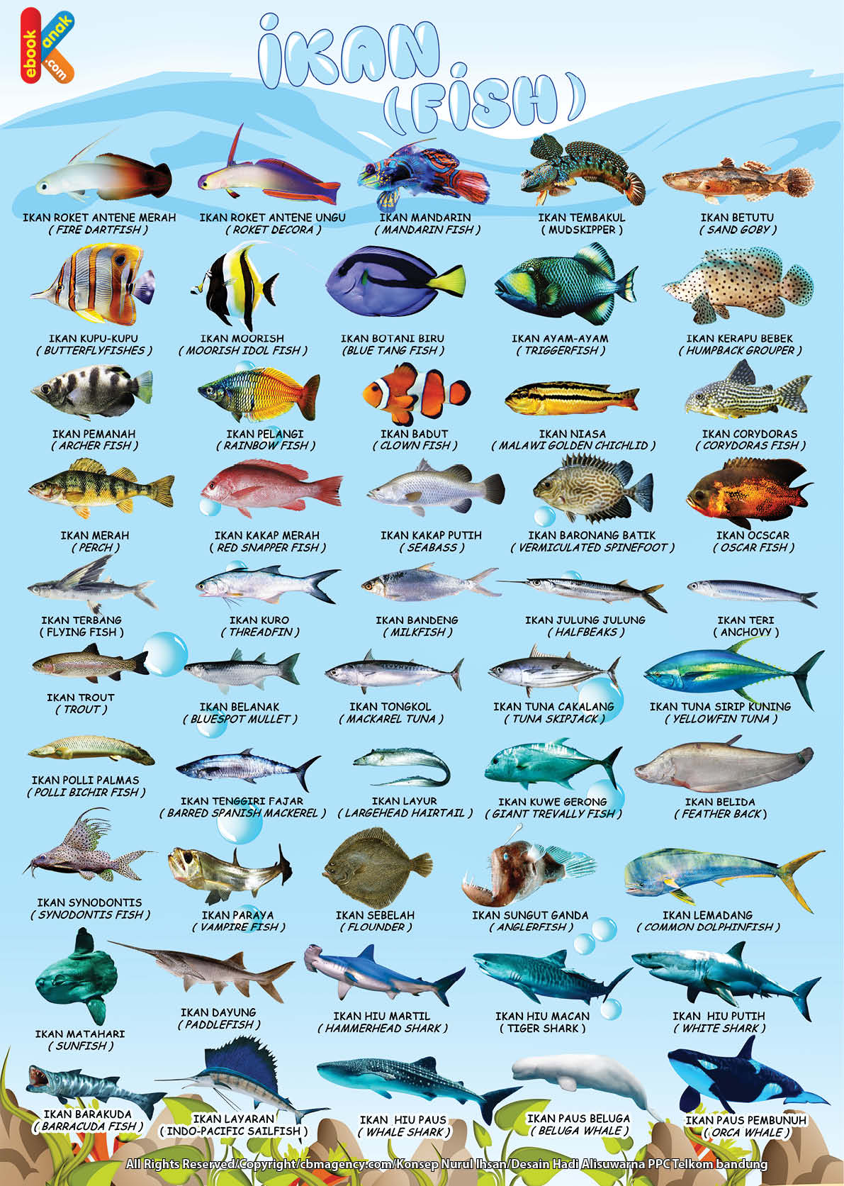 poster belajar mengenal 50 Ikan 2 bahasa Indonesia Inggris