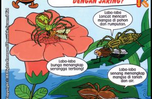 Apakah Semua Laba-Laba Menangkap Mangsa dengan Jaring?