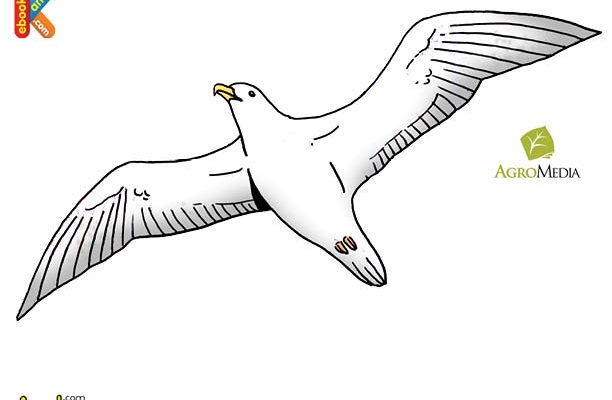 Albatros Burung Bersayap Terpanjang