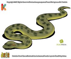 Ilustrasi 100 binatang pemecah rekor Anaconda Ular Terbesar Dunia