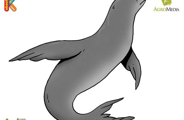 Anjing Laut Weddel Penyelam Paling Handal