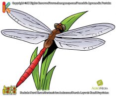 Ilustrasi 100 binatang pemecah rekor Apakah Nama Serangga Udara Terbang Tercepat di Dunia