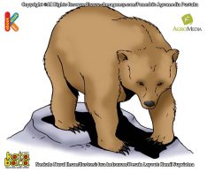 Ilustrasi 100 binatang pemecah rekor Beruang Kodiak Mamalia Darat Pemakan Daging Terbesar