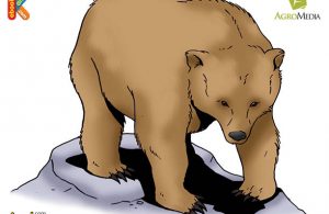 Beruang Kodiak Mamalia Darat Pemakan Daging Terbesar