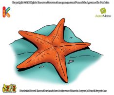 Ilustrasi 100 binatang pemecah rekor Bintang Laut Binatang Tanpa Kepala dan Otak