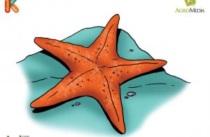 Bintang Laut Binatang Tanpa Kepala dan Otak