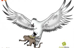 Burung Rajawali Harpi Sang Rajawali Terbesar dan Pemburu Terhebat Dunia