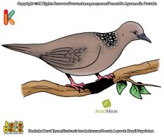 Ilustrasi 100 binatang pemecah rekor Inilah Burung Bertelur Tercepat, Hanya Perlu 9 Detik untuk Bertelur