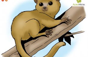 Inilah Primata Terkecil di Dunia yang Hanya Ada di Pulau Madagaskar