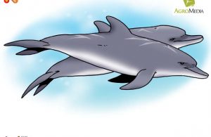 Kenapa Lumba-Lumba Disebut Mamalia Laut Paling Cerdas?