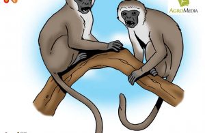 Kenapa Monyet Vervet Disebut Monyet Pembuat Panggilan Terbanyak di Dunia?