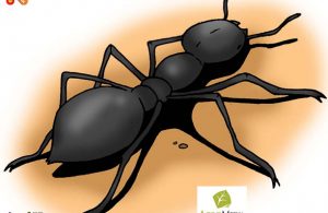 Kenapa Semut Disebut Serangga Terkuat Dunia?