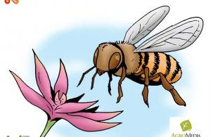 Lebah Serangga Terkuat Dunia yang Bisa Membawa 300 Kali Berat Tubuhnya