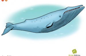 Paus Biru Makhluk Terbesar di Dunia, Lebih Besar Daripada Dinosaurus