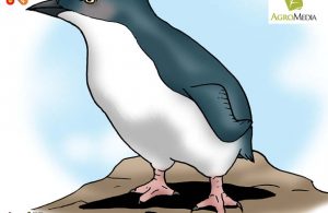 Penguin Fairy Si Penguin Terkecil di Dunia, Tingginya Hanya 40 Centimeter