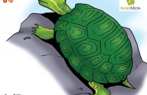 Penyu Hijau Brazil Si Reptil Penjelajah Terjauh di Dunia, Berenang Hingga 2.250 Kilometer