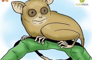 Tarsius Kera Terkecil di Dunia yang Hanya Seukuran Kotak Pensil