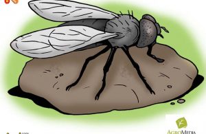 Ternyata Lalat Serangga Berumur Terpendek di Dunia