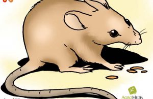 Tikus Kerdil, Pengerat Terkecil Dunia yang Berukuran Hanya 7,3 Centimeter