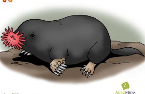 Tikus Mondok Berhidung Bintang Si Binatang Pemakan Tercepat