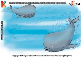 ilustrasi seri sains anak mengenal alam semesta rahasia keajaiban lautan, Ternyata Suara Jantung Paus Biru Bisa Terdengar dari Jarak 3,5 KM