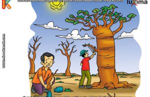 ilustrasi rahasia keajaiban tumbuhan, Bagaimana Cara Pohon Baobab Menolong Orang Haus
