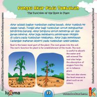 ebook rahasia keajaiban makhluk hidup, Seberapa Penting Fungsi Akar Bagi Tumbuhan